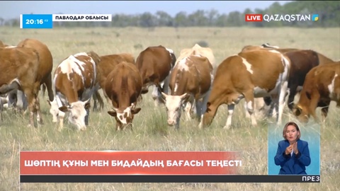 Павлодар облысында шөп екі есе қымбаттады