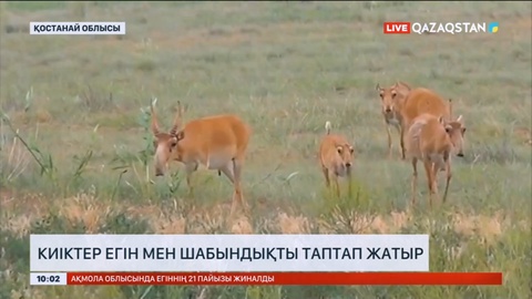 Қостанай облысында киіктер егін мен шабындықты таптап жатыр
