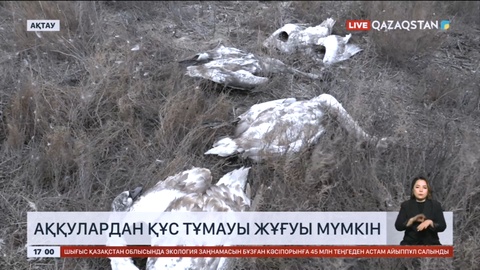 Маңғыстау облысында аққулардан құс тұмауы жұғуы мүмкін