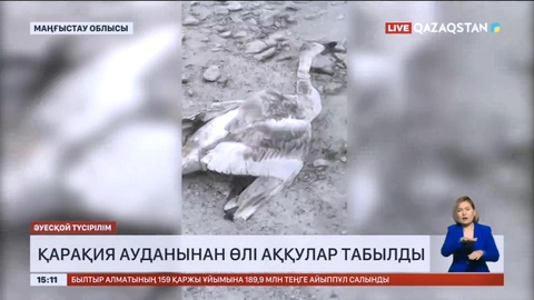 Қарақия ауданынан өлі аққулар табылды
