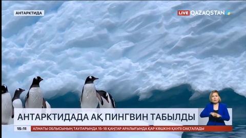 Антарктидада ақ пингвин табылды