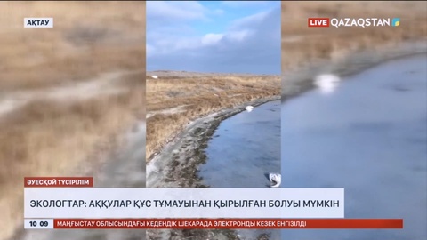 Экологтар: Аққулар құс тұмауынан қырылған болуы мүмкін