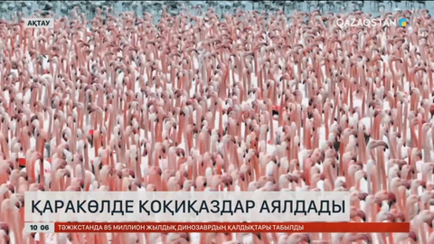 Маңғыстау облысындағы Қаракөлде қоқиқаздар аялдады