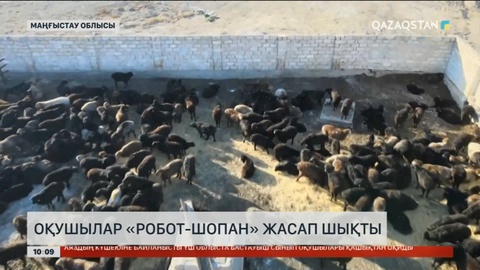 Ақтаулық оқушылар «Робот-шопан» жасап шықты