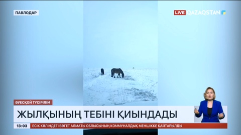 Павлодарда жылқының тебіні қиындады
