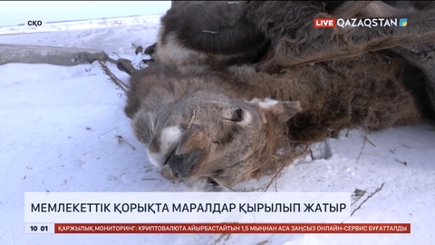 Солтүстік Қазақстанда маралдар қырылып жатыр