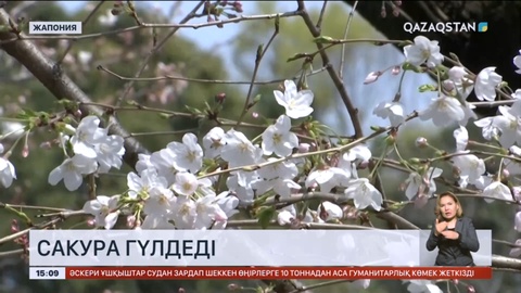 Жапонияда сакура гүлдеді