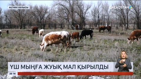 Ақтөбе облысында үш мыңға жуық мал қырылды