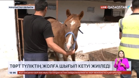 Маңғыстауда төрт түліктің жолға шығып кетуі жиіледі
