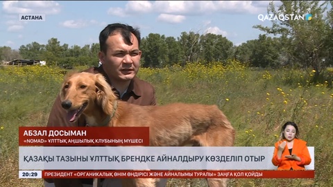 Қазақы тазыны ұлттық брендке айналдыру көзделіп отыр