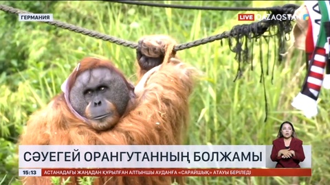 Сәуегей орангутанның болжамы: Германия жеңімпаз болуы мүмкін