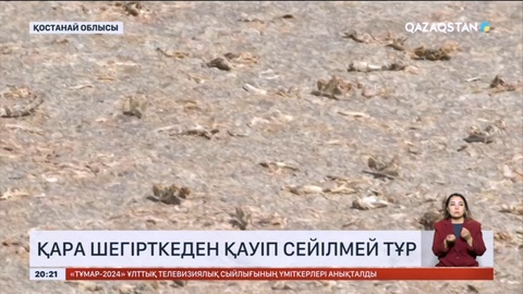 Қостанай облысында қара шегіртке шектен тыс көбейді