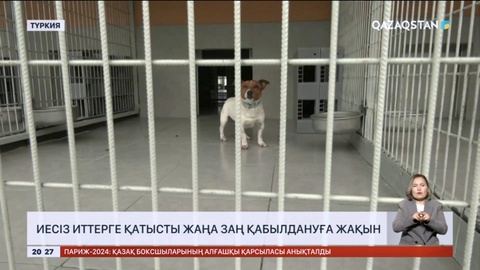 Түркияда иесіз иттерге қатысты жаңа заң қабылдануға жақын