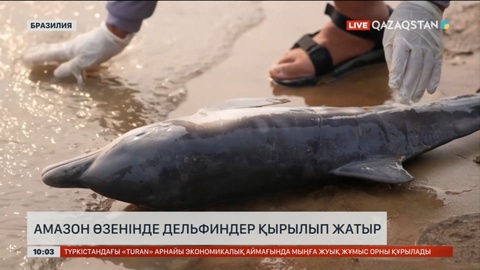 Амазон өзенінде дельфиндер қырылып жатыр
