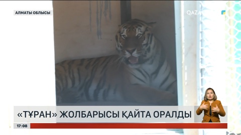 Тұран жолбарысы қайта оралды