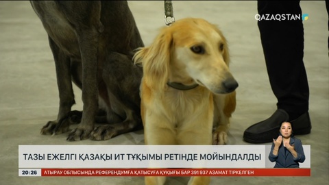 Тазы ежелгі қазақы ит тұқымы ретінде мойындалды