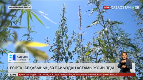 Жамбыл облысындағы есірткі алқабының 50% жойылды