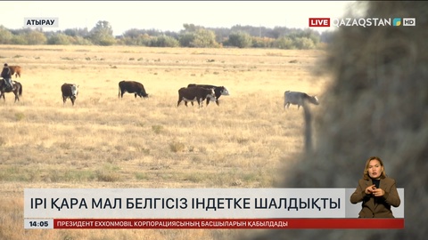 Атырау облысында белгісіз індеттен ірі қара қырылып жатыр