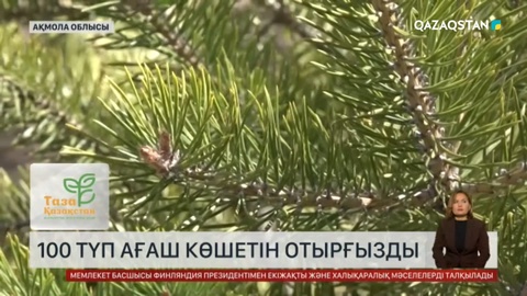 Ақмола облысында тұрғындар 100 түп ағаш көшетін отырғызды