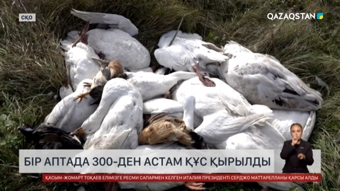 СҚО-да бір аптада 300-ден астам құс қырылды