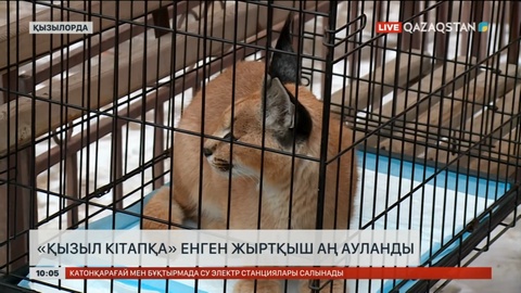 Қызылордада жеке үйдің ауласына сирек кездесетін қарақал кіріп кетті