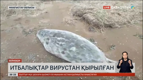 Маңғыстауда итбалықтар вирустан қырылған