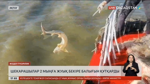 Маңғыстау шекарашылары 2 мыңдай бекірені құтқарды
