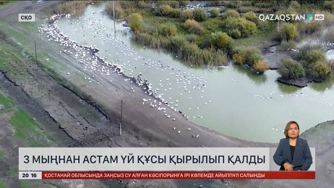 СҚО-да 3 мыңнан астам үй құсы қырылып қалды