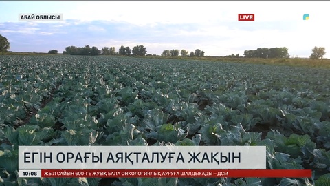 Елімізде 21 млн 300 мың тонна астық қамбаға құйылды