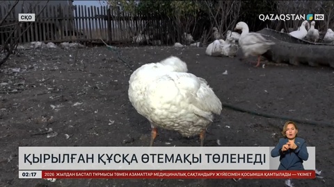 Солтүстік Қазақстан облысында қырылған құсқа өтемақы төленеді