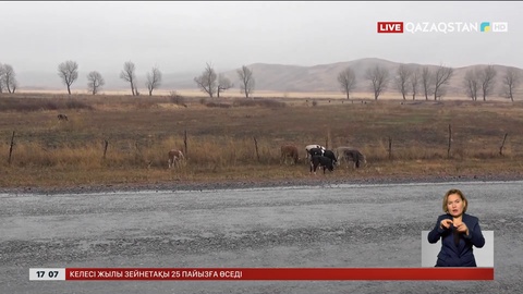 ШҚО-да Маралды ауылында өлген сиырлардан  жұқпалы ауру анықталған жоқ