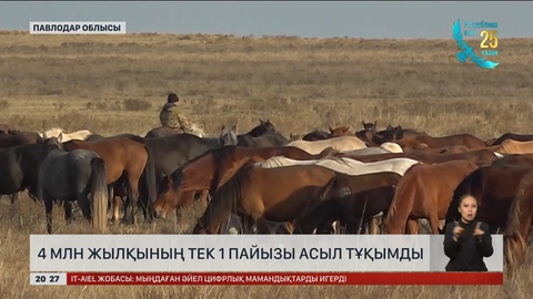 4 млн жылқының тек 1 пайызы асыл тұқымды 