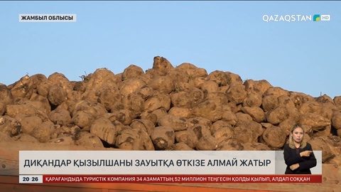Диқандар қызылшаны зауытқа өткізе алмай жатыр