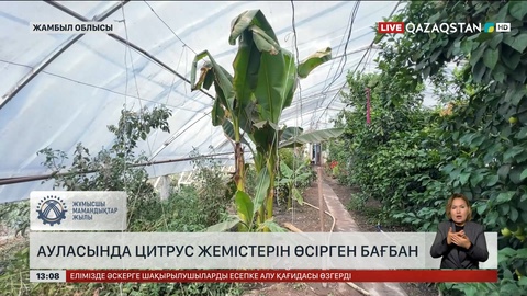 Жамбылдық бағбан цитрус жемістерін жерсіндірген