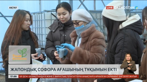 Ақтауда студенттер жапондық софора ағашының тұқымын екті