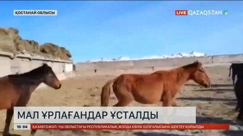 Қостанай облысында мал ұрлағандар ұсталды