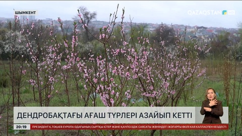 Шымкентте дендробақтағы ағаш түрлері азайып кетті