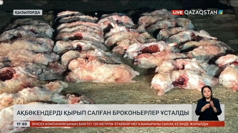 Қызылорда облысында ақбөкендерді қырған броконьерлер ұсталды