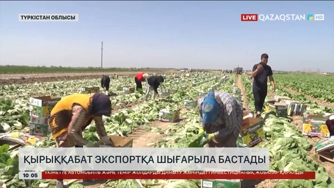 Түркістан облысында қырыққабат экспортқа шығарыла бастады
