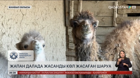 Жамбыл облысында түйе асырап, тауыс өсірген ерекше шаруа тұрады