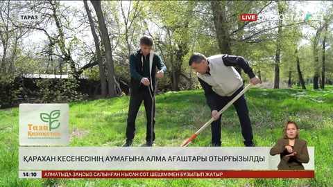 Тараздағы Қарахан кесенесінің маңына 50 түп алма ағашын екті