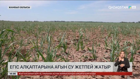 Жамбыл облысының диқандары су тапшылығының зардабын тартуда
