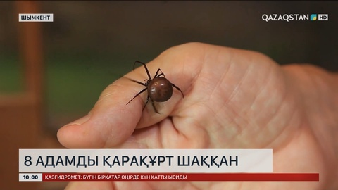 Шымкентте 8 адамды қарақұрт шақты