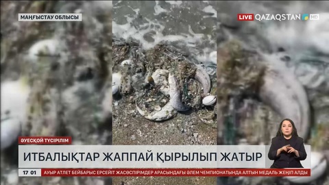 Каспийде итбалықтар жаппай қырылып жатыр