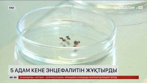 Солтүстік Қазақстан облысында 5 адам кене энцефалитін жұқтырды