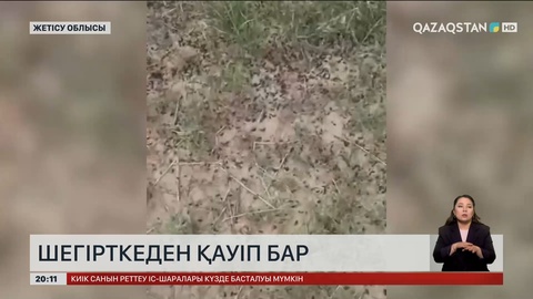 Қызылордада шегірткеге қарсы өңдеу жұмыстарына жел кедергі