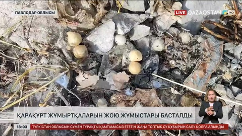 Баянауыл табиғи паркінде қарақұртқа қарсы жұмыс басталды