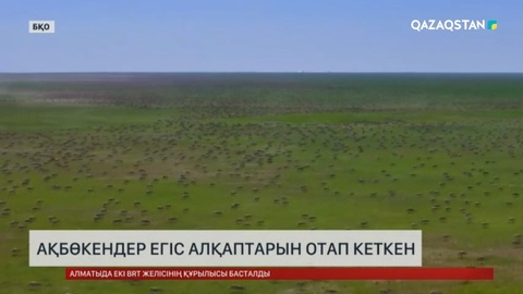 БҚО-да ақбөкендер егіс алқаптарын отап кеткен
