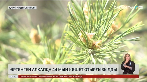 Қарағанды облысында өртенген орманды алқапқа 44 мың көшет егілді