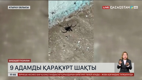 Атырау облысында 9 адамды қарақұрт шаққан